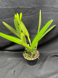 C. wallisii (eldorado) `Fairy' AM/AOS Select Cattleya Species Orchid Plant