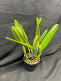 C. wallisii (eldorado) `Fairy' AM/AOS Select Cattleya Species Orchid Plant