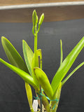 C. wallisii (eldorado) `Fairy' AM/AOS Select Cattleya Species Orchid Plant