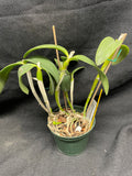 C. forbesii `Kathleen' AM/AOS Original Division #1 Cattleya Species Orchid Plant