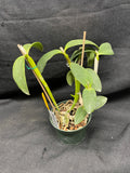 C. forbesii `Kathleen' AM/AOS Original Division #1 Cattleya Species Orchid Plant