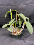 C. forbesii `Kathleen' AM/AOS Original Division #1 Cattleya Species Orchid Plant