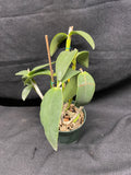 C. forbesii `Kathleen' AM/AOS Original Division #1 Cattleya Species Orchid Plant