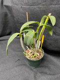 C. forbesii `Kathleen' AM/AOS Original Division #1 Cattleya Species Orchid Plant