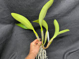 Lc. Busy Bev `Blue Jewel' AM/AOS Mericlone Cattleya Orchid Plant