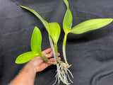 Lc. Busy Bev `Blue Jewel' AM/AOS Mericlone Cattleya Orchid Plant