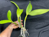 Lc. Busy Bev `Blue Jewel' AM/AOS Mericlone Cattleya Orchid Plant