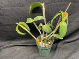 C. forbesii `Kathleen' AM/AOS Original Division #2 Cattleya Species Orchid Plant