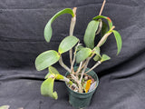 C. forbesii `Kathleen' AM/AOS Original Division #2 Cattleya Species Orchid Plant