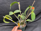 C. forbesii `Kathleen' AM/AOS Original Division #2 Cattleya Species Orchid Plant