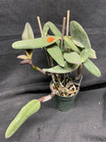 C. schilleriana `Michael' AM/AOS Div #2 Original Select Species Cattleya Orchid Plant