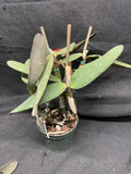 C. schilleriana `Michael' AM/AOS Div #2 Original Select Species Cattleya Orchid Plant