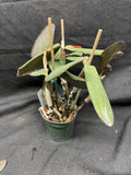 C. schilleriana `Michael' AM/AOS Div #2 Original Select Species Cattleya Orchid Plant
