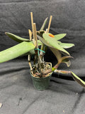 C. schilleriana `Michael' AM/AOS Div #2 Original Select Species Cattleya Orchid Plant