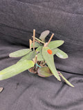 C. schilleriana `Michael' AM/AOS Div #2 Original Select Species Cattleya Orchid Plant