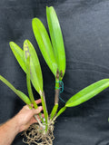 C. warscewiczii `Geneslag' AM/AOS Original Division #1 Select Species Cattleya Orchid Plant