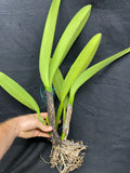 C. warscewiczii `Geneslag' AM/AOS Original Division #1 Select Species Cattleya Orchid Plant