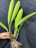 C. warscewiczii `Geneslag' AM/AOS Original Division #1 Select Species Cattleya Orchid Plant
