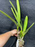 C. warscewiczii `Geneslag' AM/AOS Original Division #1 Select Species Cattleya Orchid Plant