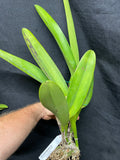 C. warscewiczii `Geneslag' AM/AOS Original Division #1 Select Species Cattleya Orchid Plant