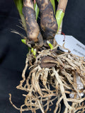 C. warscewiczii `Geneslag' AM/AOS Original Division #1 Select Species Cattleya Orchid Plant