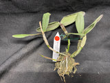C. schilleriana `Michael' AM/AOS Div #3 Original Select Species Cattleya Orchid Plant