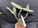 C. schilleriana `Michael' AM/AOS Div #3 Original Select Species Cattleya Orchid Plant