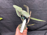 C. schilleriana `Michael' AM/AOS Div #3 Original Select Species Cattleya Orchid Plant