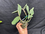 C. schilleriana `Michael' AM/AOS Div #3 Original Select Species Cattleya Orchid Plant