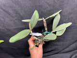 C. schilleriana `Michael' AM/AOS Div #3 Original Select Species Cattleya Orchid Plant