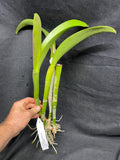 Blc. Fortumate `Sweet Eloquence' AM/AOS Original Division #1 Select Cattleya Orchid Plant