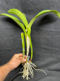 Blc. Fortumate `Sweet Eloquence' AM/AOS Original Division #1 Select Cattleya Orchid Plant