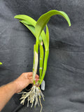 Blc. Fortumate `Sweet Eloquence' AM/AOS Original Division #1 Select Cattleya Orchid Plant