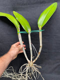 Blc. Greenwich `Shamrock' AM/AOS Cattleya Orchid Plant Original Division