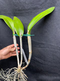 Blc. Greenwich `Shamrock' AM/AOS Cattleya Orchid Plant Original Division