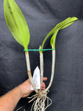 Blc. Greenwich `Shamrock' AM/AOS Cattleya Orchid Plant Original Division