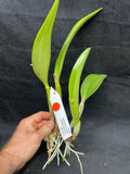 Lc. Busy Bev `Blue Jewel' AM/AOS Mericlone #2 Cattleya Orchid Plant