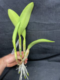 Lc. Busy Bev `Blue Jewel' AM/AOS Mericlone #2 Cattleya Orchid Plant