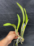 Lc. Busy Bev `Blue Jewel' AM/AOS Mericlone #2 Cattleya Orchid Plant