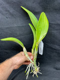 Lc. Busy Bev `Blue Jewel' AM/AOS Mericlone #2 Cattleya Orchid Plant