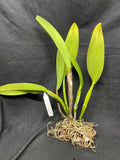 C. warscewiczii `Halo' AM/AOS Original Division #1 Select Species Cattleya Orchid Plant