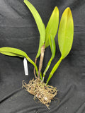 C. warscewiczii `Halo' AM/AOS Original Division #1 Select Species Cattleya Orchid Plant
