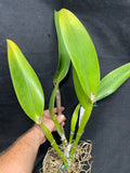 C. warscewiczii `Halo' AM/AOS Original Division #1 Select Species Cattleya Orchid Plant