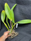 C. warscewiczii `Halo' AM/AOS Original Division #1 Select Species Cattleya Orchid Plant