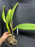 C. warscewiczii `Halo' AM/AOS Original Division #1 Select Species Cattleya Orchid Plant