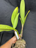 C. warscewiczii `Halo' AM/AOS Original Division #1 Select Species Cattleya Orchid Plant