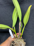 C. warscewiczii `Halo' AM/AOS Original Division #1 Select Species Cattleya Orchid Plant