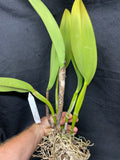 C. warscewiczii `Halo' AM/AOS Original Division #1 Select Species Cattleya Orchid Plant