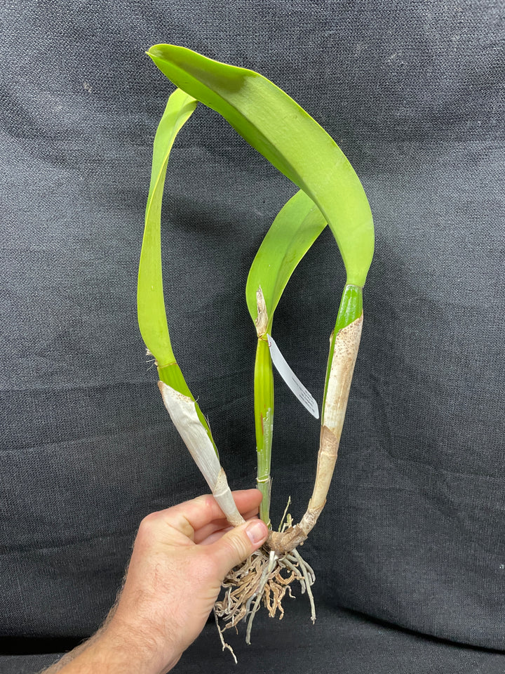 Blc. Yonges Island `Newberry&