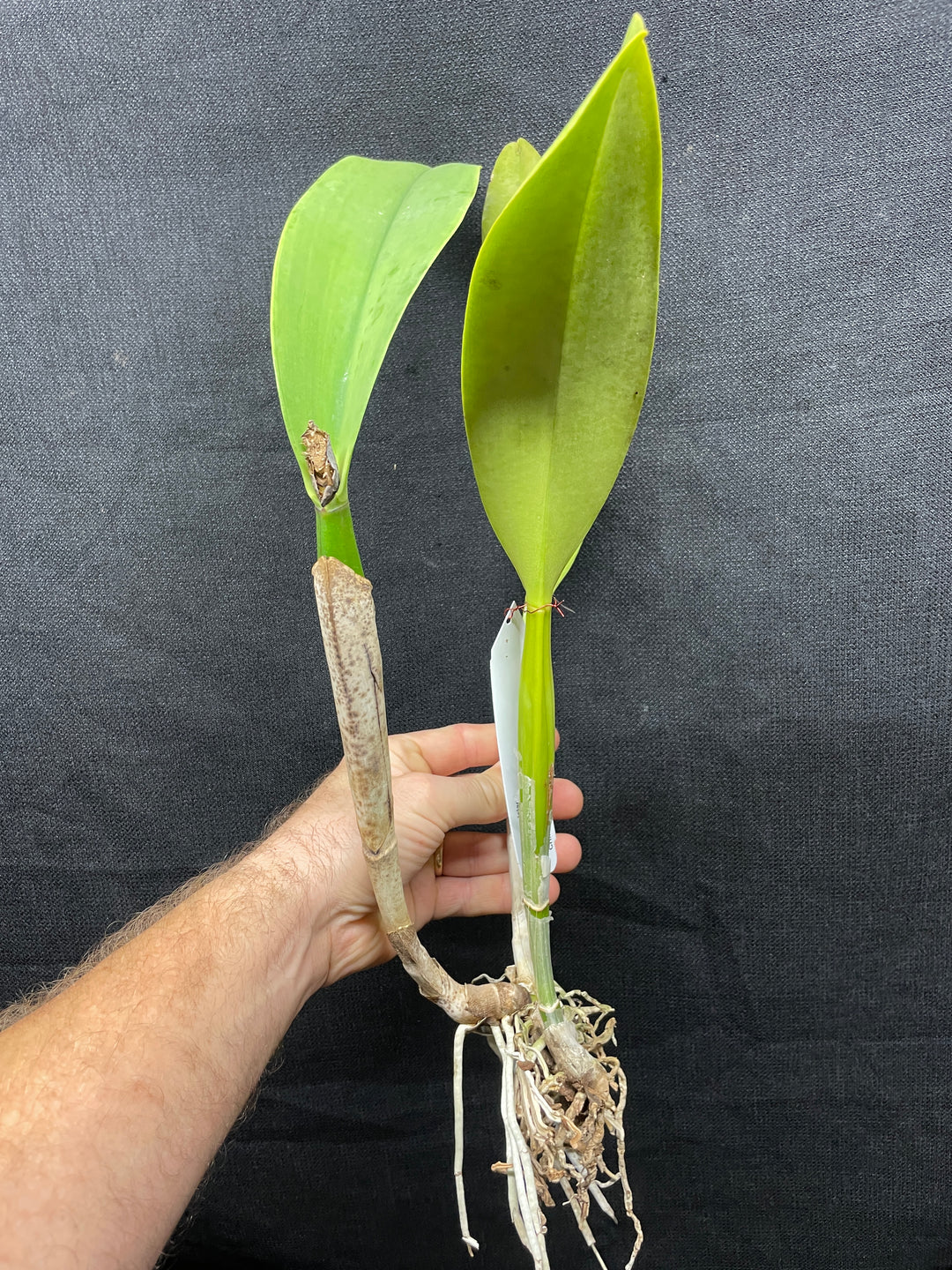 Blc. Yonges Island `Newberry&
